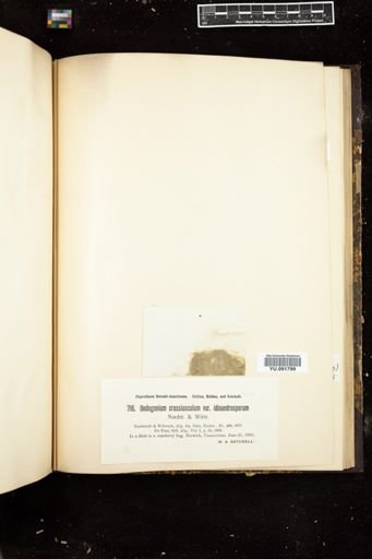 Oedogonium crassiusculum var. idioandrosporum