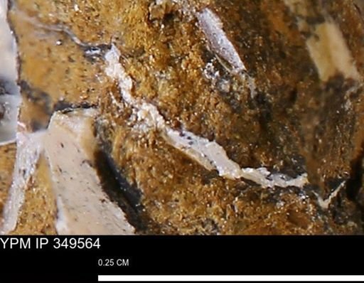 undet. Mollusca