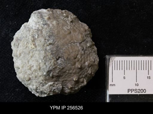 Megistocrinus sp.