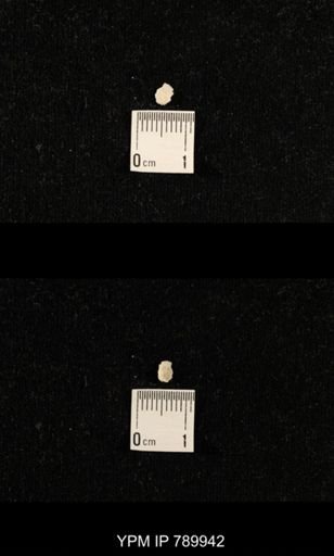 undet. Brachiopoda