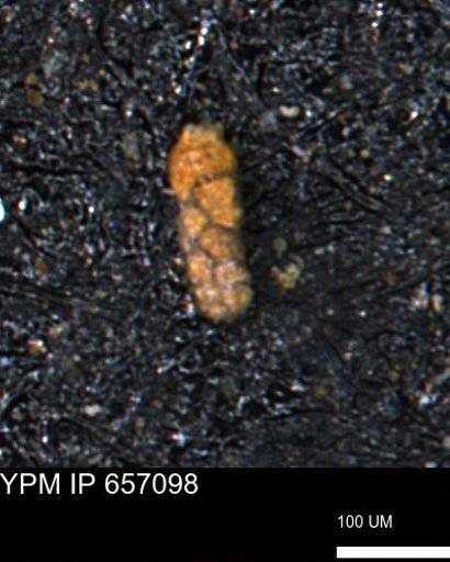 Ammobaculoides phaulus