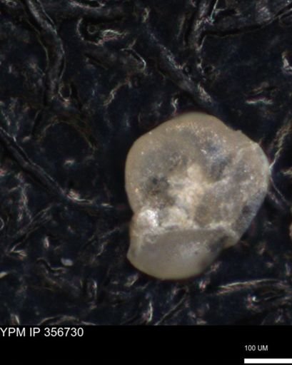 undet. Foraminiferida