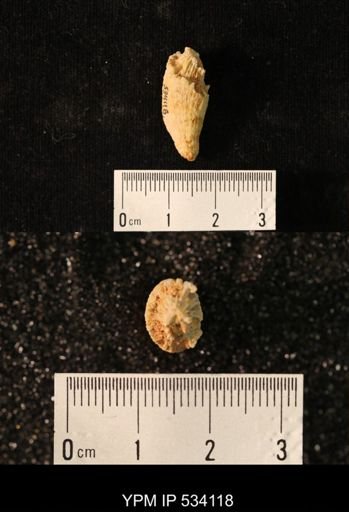 undet. Rugosa