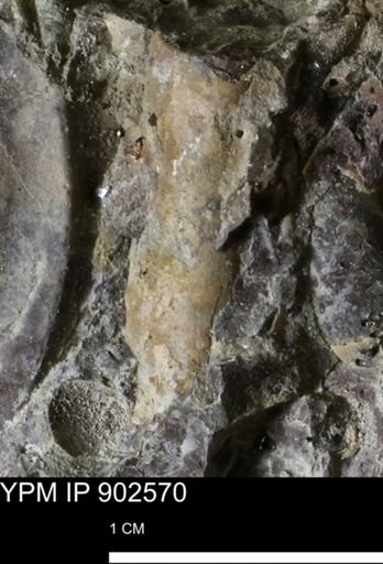 Baculites sp.