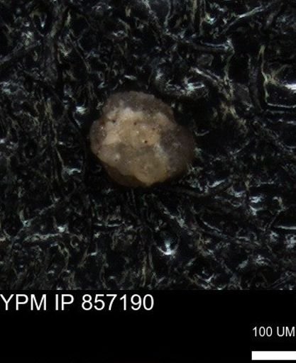 undet. Foraminiferida