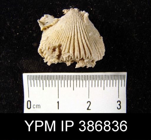 Stenoscisma sp.