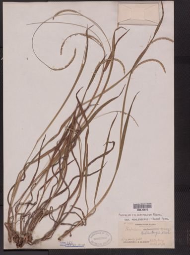 Paspalum ciliatifolium