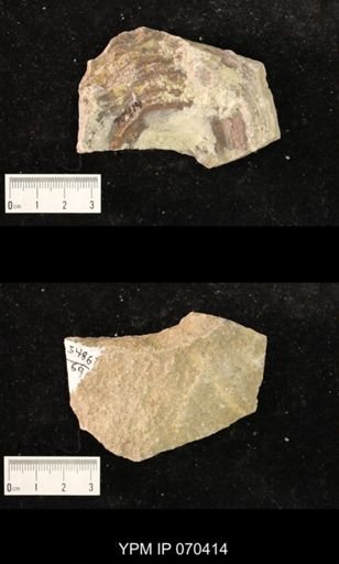 Heliolites nucella