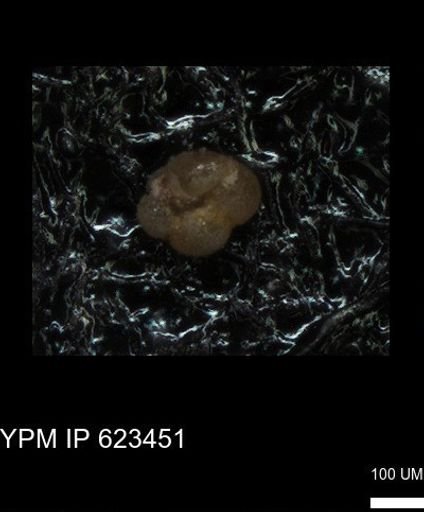 undet. Foraminiferida