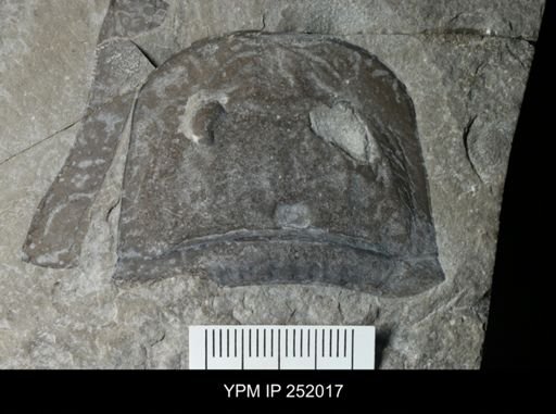 Eurypterus sp.