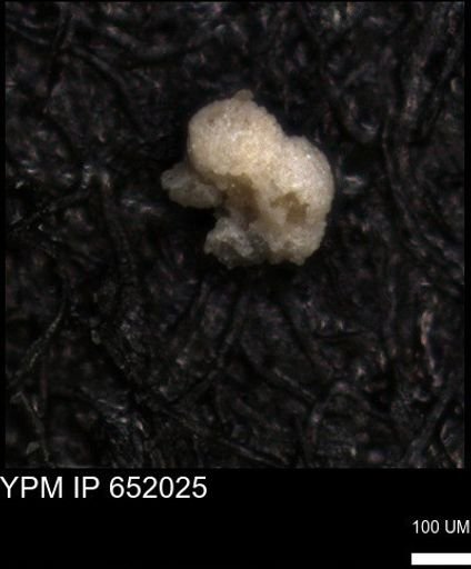 undet. Foraminiferida
