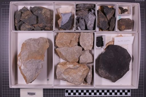 mixed taxa, stratigraphic collection