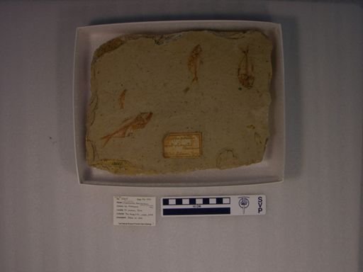 Diplomystus brevissimus