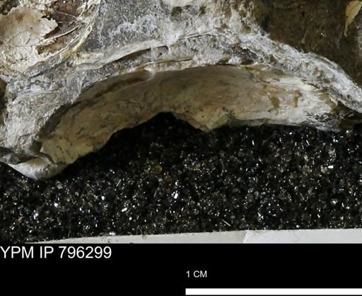 undet. Bivalvia
