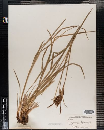Carex barrattii
