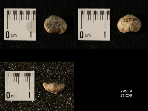 Wellerella osagensis