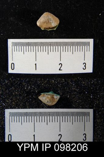 Gypidula roemeri