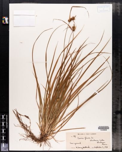 Carex flava