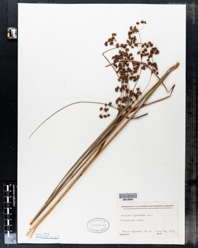 Scirpus cyperinus