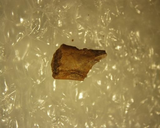 Adapisoricidae sp.