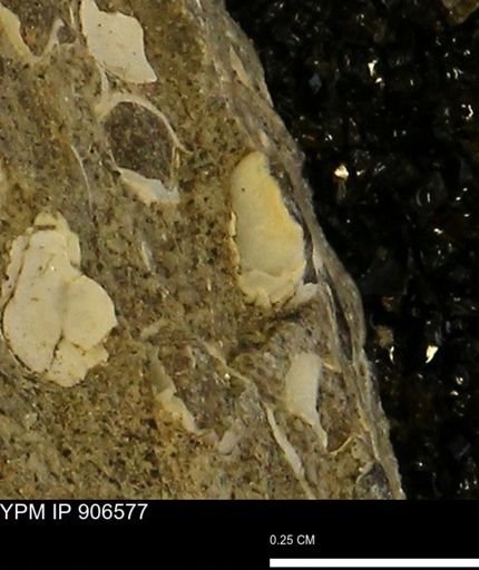 undet. Bivalvia