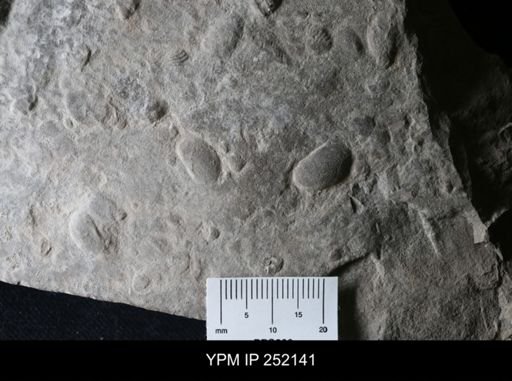 undet. Ostracoda