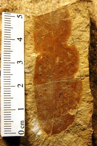 Cedrela pteraformis