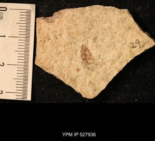 taxon undetermined