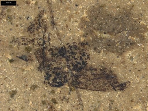 Auchenorrhyncha?