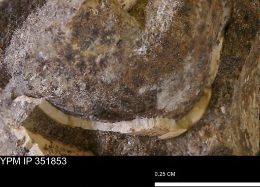 undet. Bivalvia