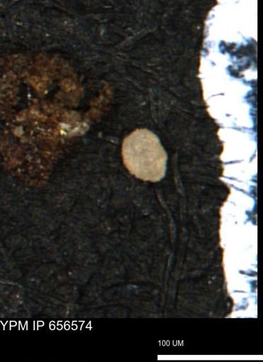 undet. Foraminiferida
