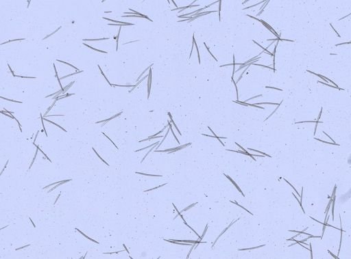 Haliclona (Gellius) sp.