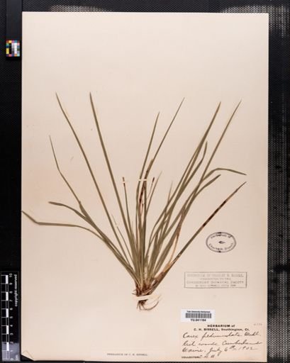 Carex pedunculata