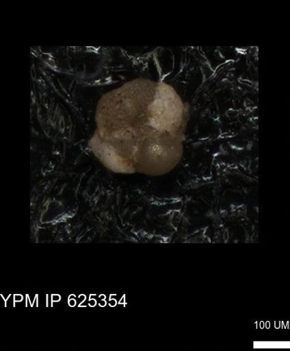undet. Foraminiferida