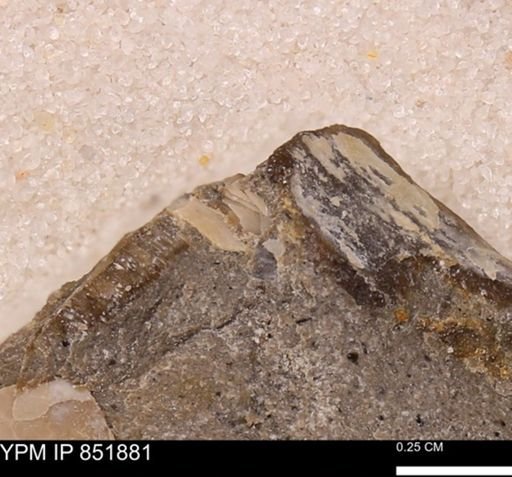 Bivalvia