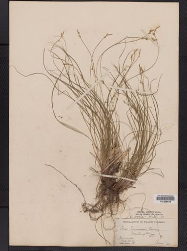 Carex emmonsii