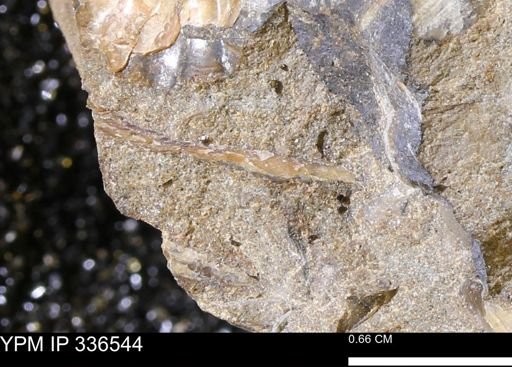 undet. Mollusca