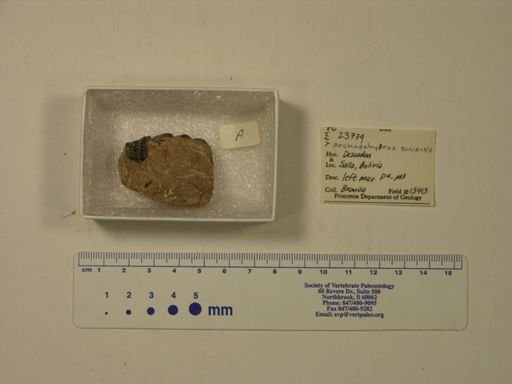 Archaeohyrax suniensis