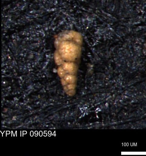 Verneuilinoides kansasensis