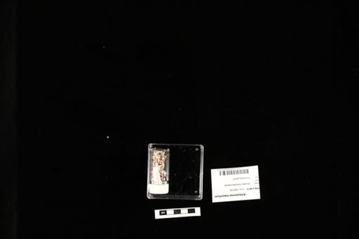 Ambystoma mavortium