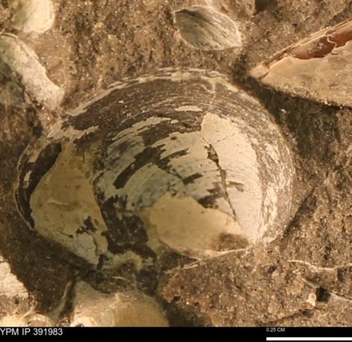 Protocardia sp.