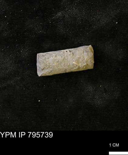 Baculites sp.