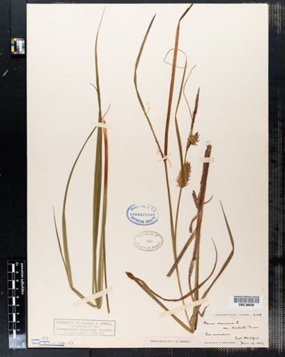Carex vesicaria