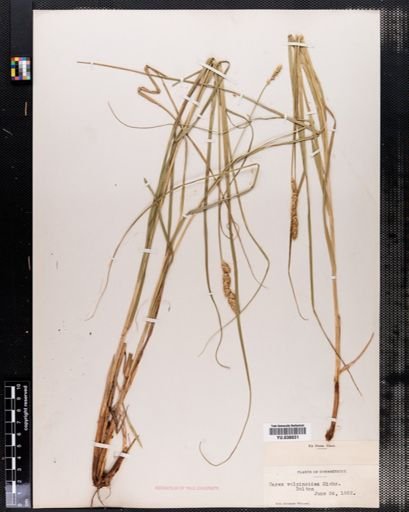 Carex vulpinoidea
