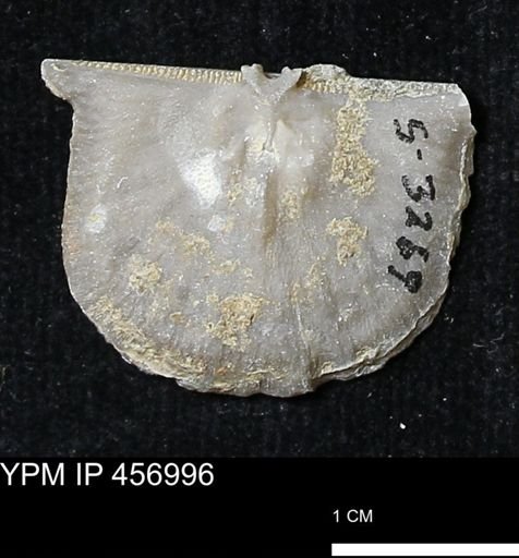 Stropheodonta sp.