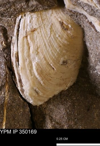 Limopsis striatopunctatus