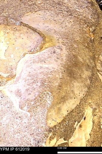Protocardia subquadrata