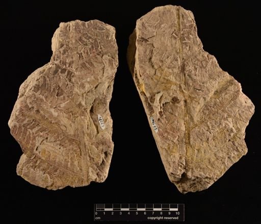 Cladophlebis sp.
