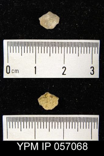 Merista tennesseensis