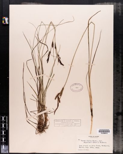 Carex bigelowii